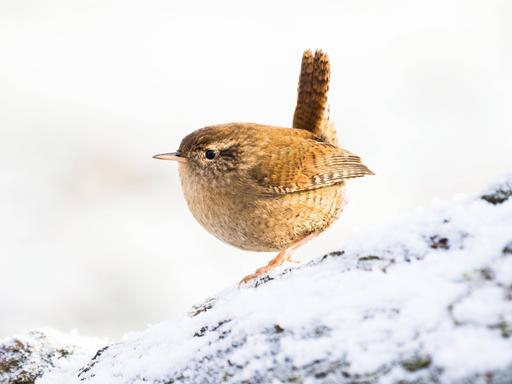 Ein Zaunkönig auf einem schneebedecktem Baumstamm.