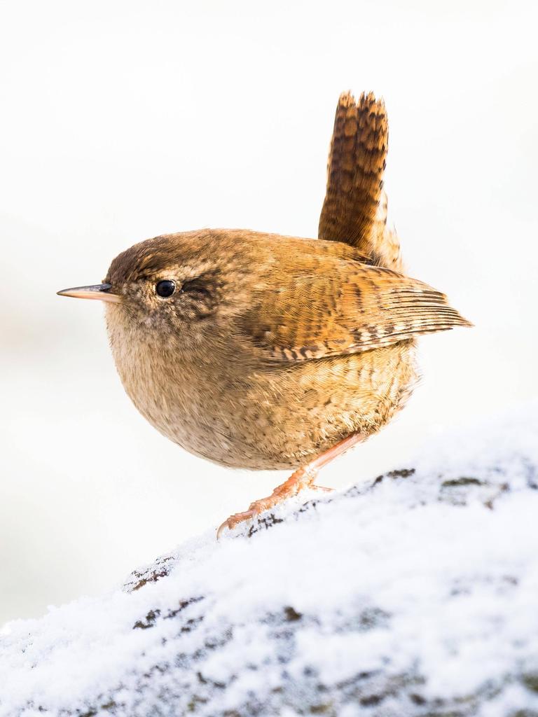 Ein Zaunkönig auf einem schneebedecktem Baumstamm.