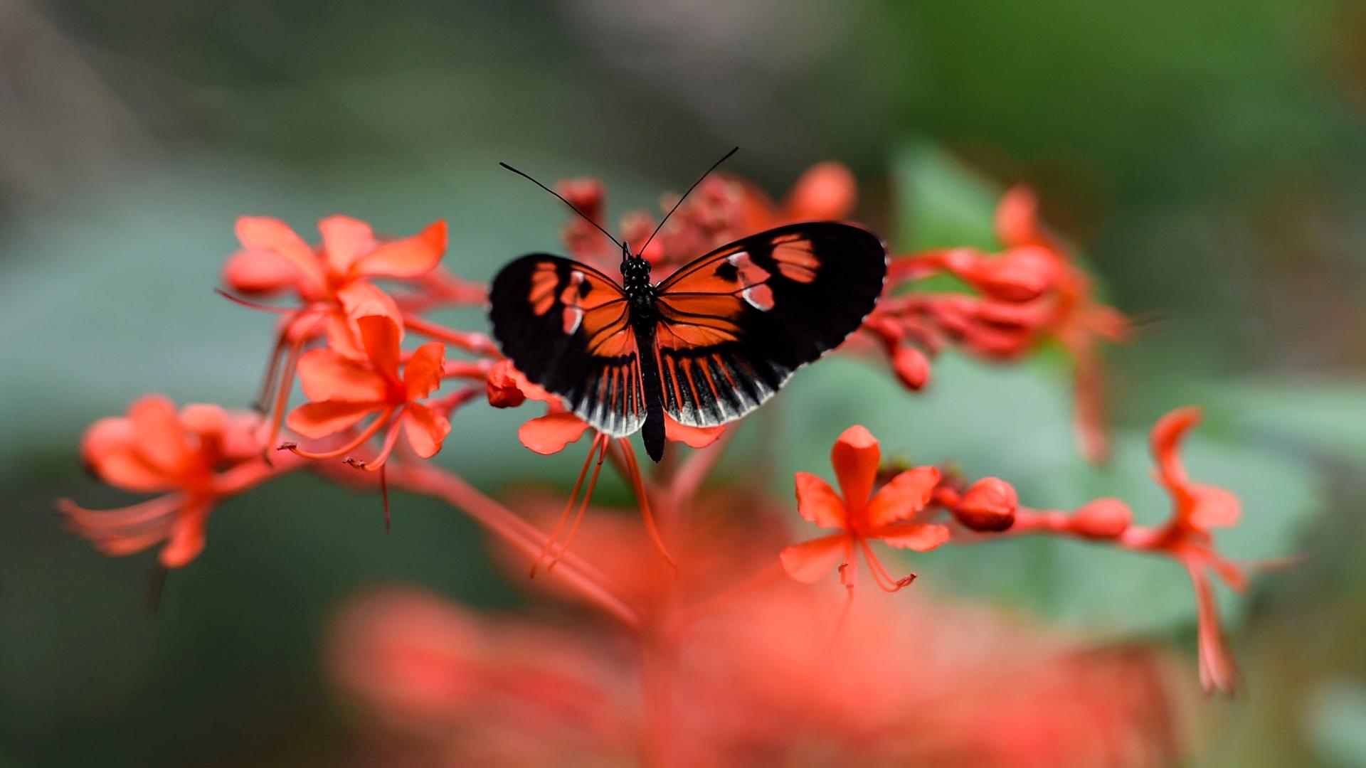 Ein rot-schwarzer Schmetterling sitzt auf einem Ast mit roten Blüten. 