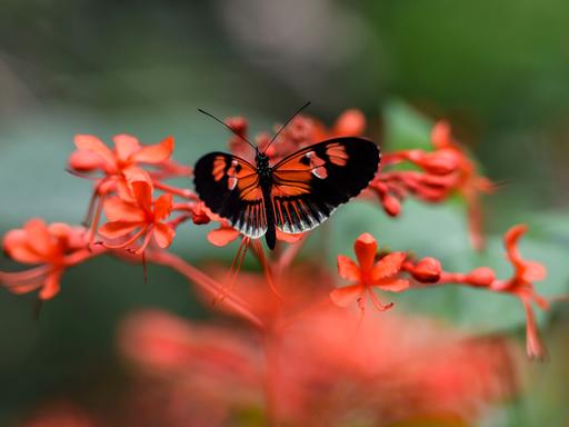 Ein rot-schwarzer Schmetterling sitzt auf einem Ast mit roten Blüten. 