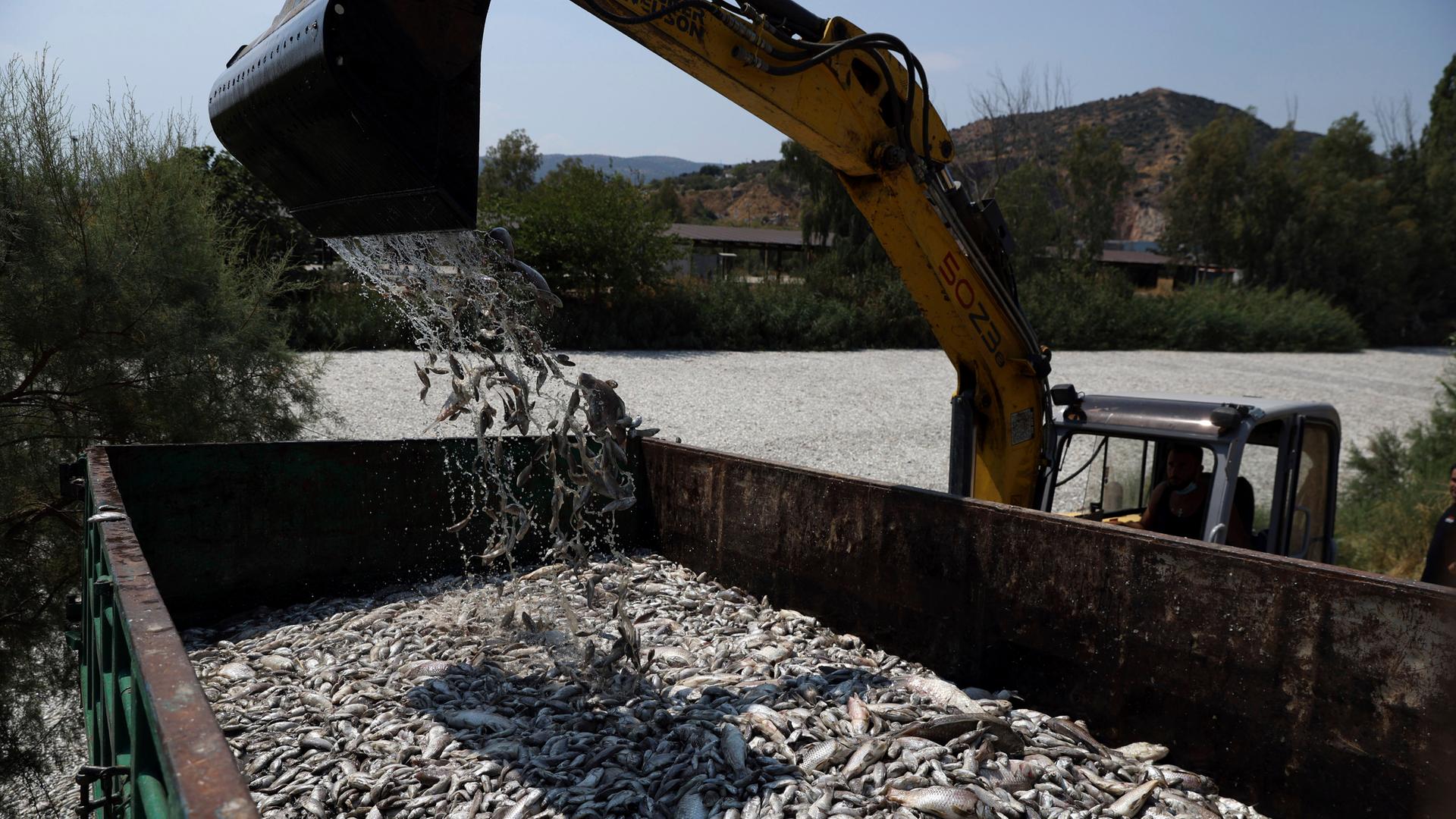 Tote Fische werden nach einem Massensterben aus einem Fluss in der Nähe der Hafenstadt Volos gesammelt. Ein Bagger kippt schaufelweise Fischkadaver in einen Container.