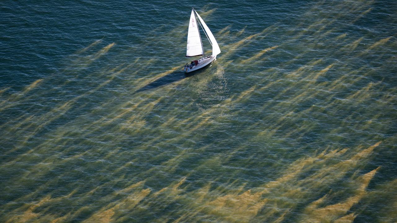Schlieren von Blaualgen (Cyanobakterien) nördlich von Zingst in der Ostsee. Am oberen Rand des Fotos fährt ein Segelboot.