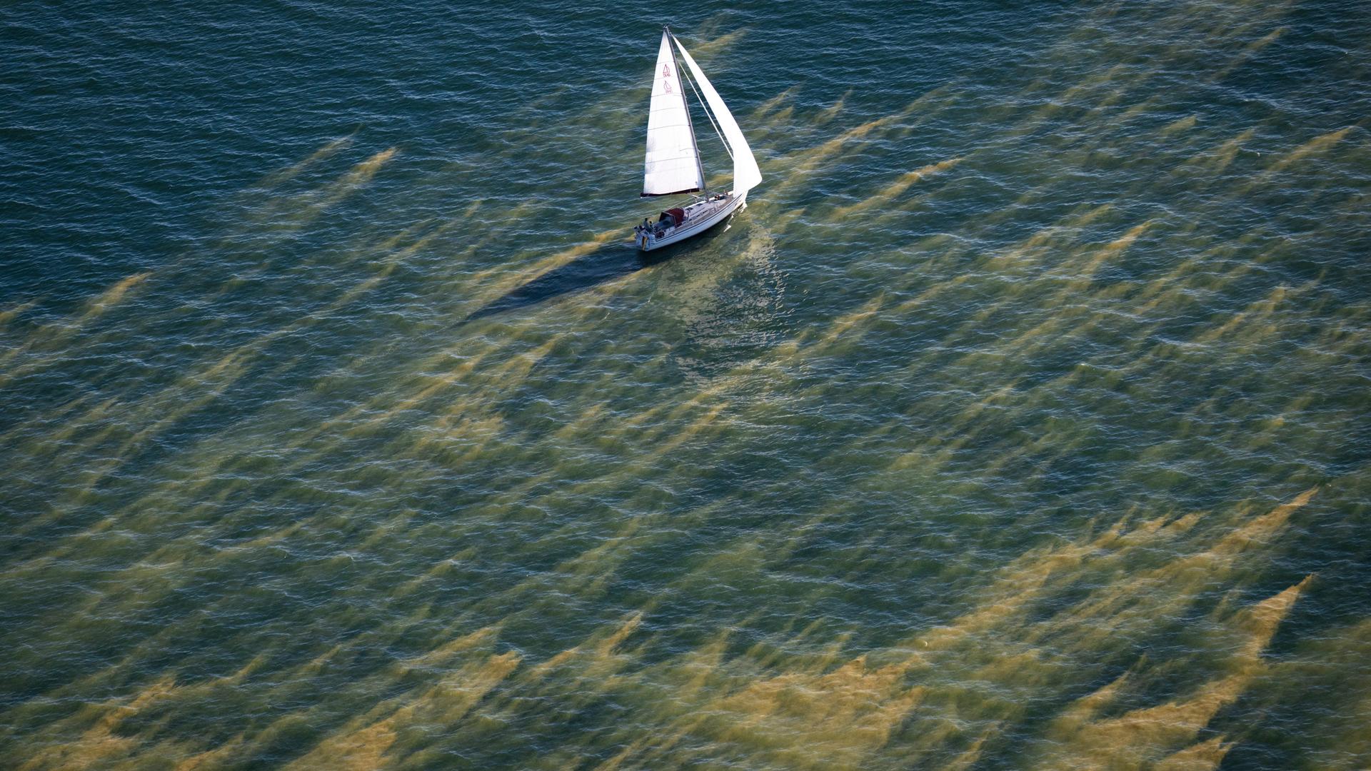 Schlieren von Blaualgen (Cyanobakterien) nördlich von Zingst in der Ostsee. Am oberen Rand des Fotos fährt ein Segelboot. Schlieren von Blaualgen (Cyanobakterien) nördlich von Zingst in der Ostsee. Am oberen Rand des Fotos fährt ein Segelboot.