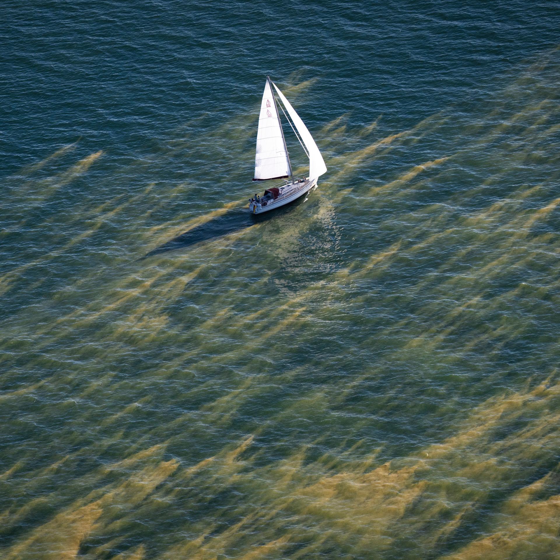 Schlieren von Blaualgen (Cyanobakterien) nördlich von Zingst in der Ostsee. Am oberen Rand des Fotos fährt ein Segelboot.