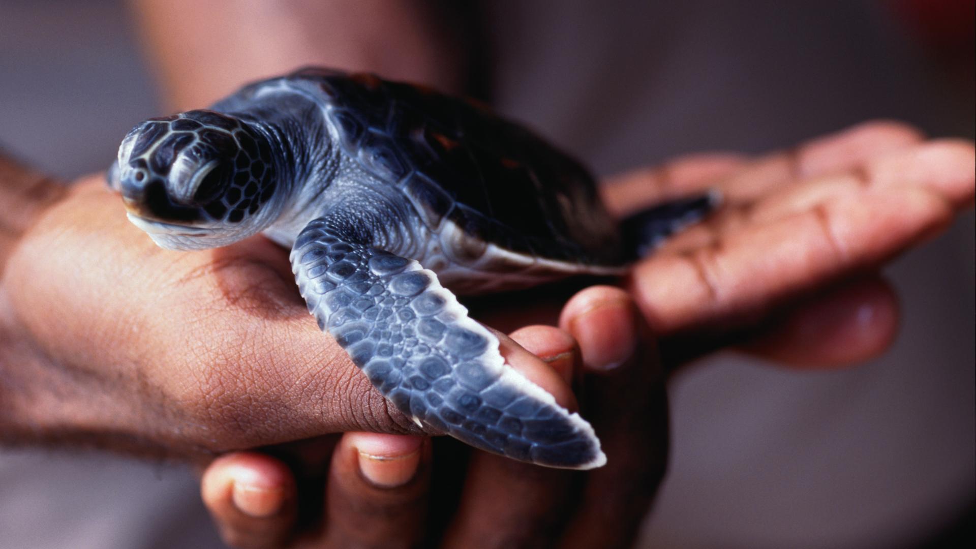 Eine junge unechte Karettschildkröte wird auf einer Hand gehalten.