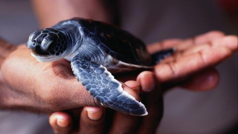 Eine junge unechte Karettschildkröte wird auf einer Hand gehalten.