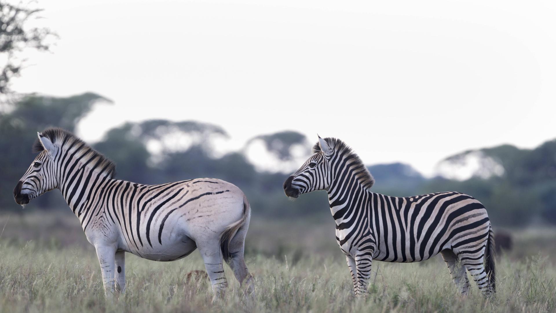 Ein Zebra mit blassem, ungestreiftem Hinterteil steht  in der Savanne vor einem klassisch gestreiften Artgenossen