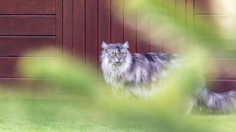 Eine silbergraue Katzhe mit langem Fell und gelben Augen vor einem hölzernen Hintergrund. Im Bildvordergrund, unscharf: Gräser.