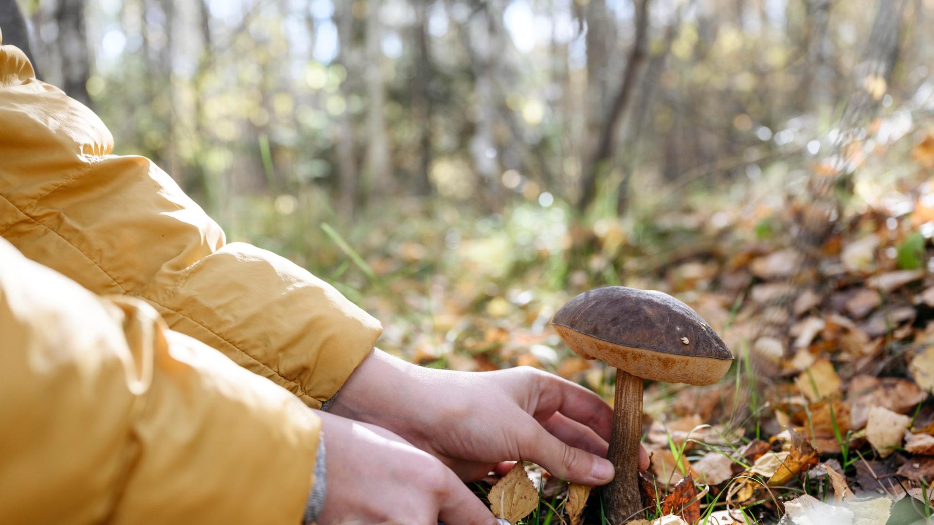 Eine Hand die einen Pilz im Wald abschneidet.