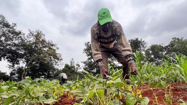 Versuchsfeld des kenianischen Forschungsinstituts Icipe für biologischen Anbau in Kenia