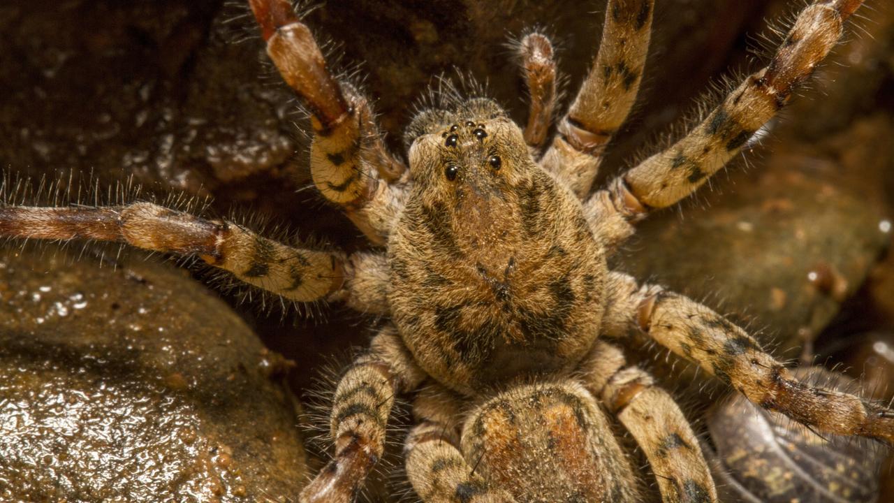 Nahaufnahme einer Nosferatu-Spinne (Zoropsis Spinimana)