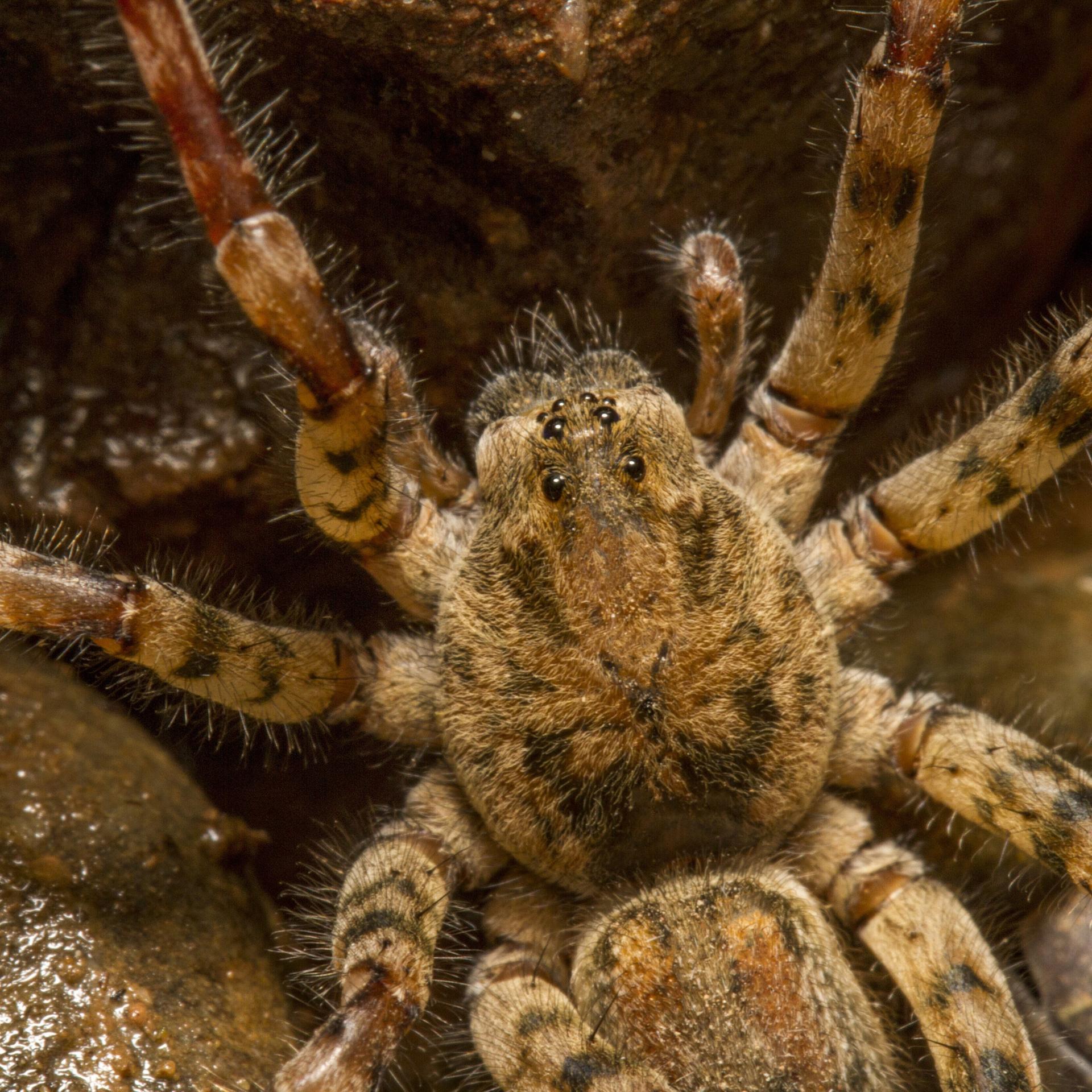 Nabu-Meldung - Nosferatu-Spinne inzwischen bundesweit verbre