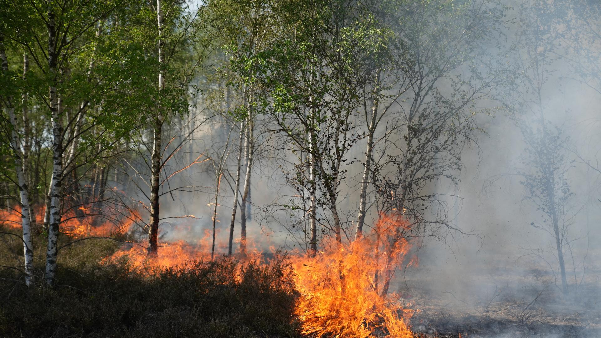 Feuer und Rauch sind in einem Waldgebiet bei Jüterbog zu sehen. 
