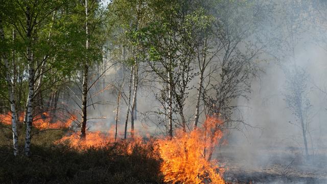 Feuer und Rauch sind in einem Waldgebiet bei Jüterbog zu sehen. 