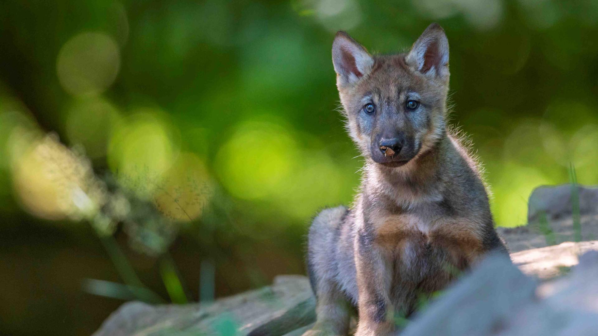 Ein junger Wolfswelpe im Grünen