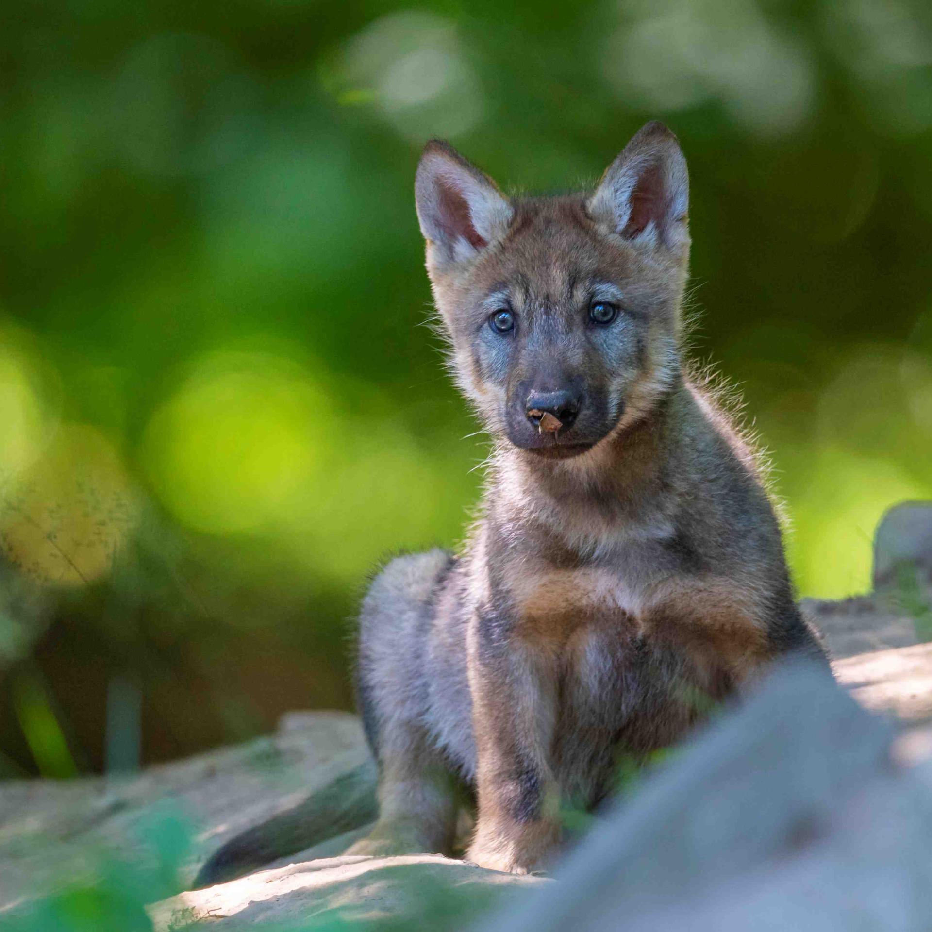 Kinderhörspiel und Geschichten - Wolfsmädchen