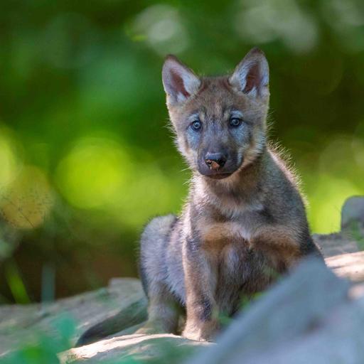 Ein junger Wolfswelpe im Grünen