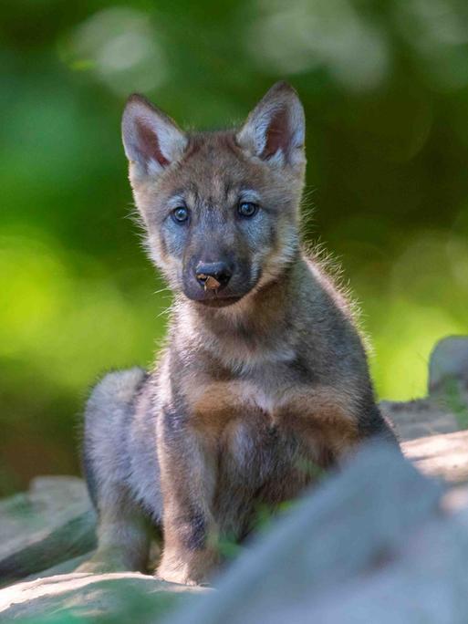 Ein junger Wolfswelpe im Grünen