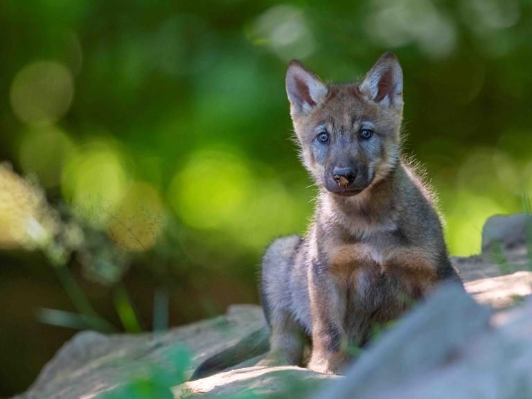 Ein junger Wolfswelpe im Grünen