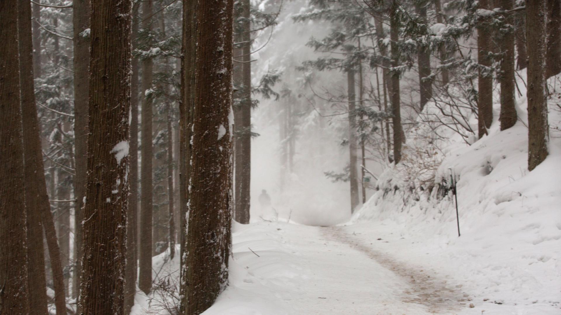 Ein Weg durch einen verschneiten Wald