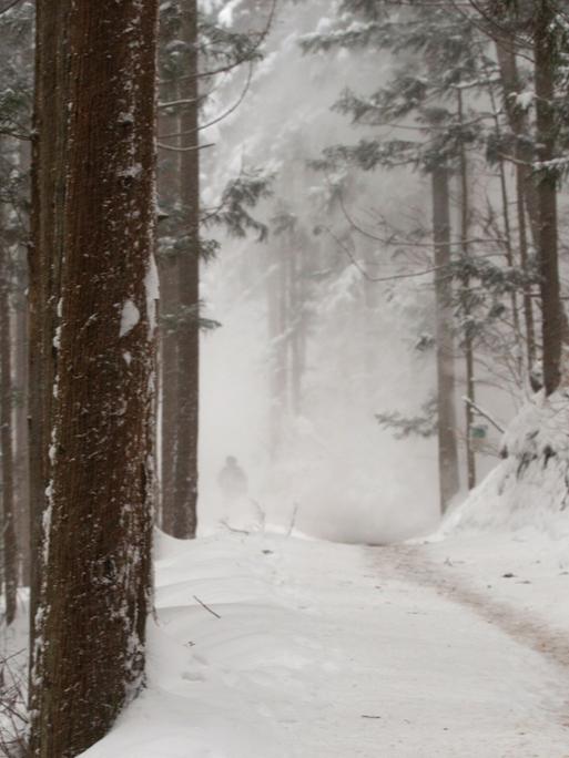 Ein Weg durch einen verschneiten Wald