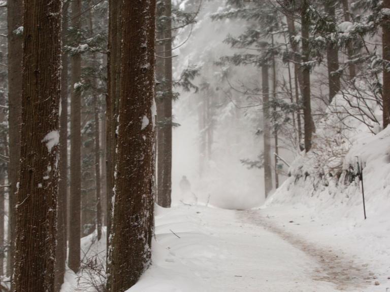 Ein Weg durch einen verschneiten Wald