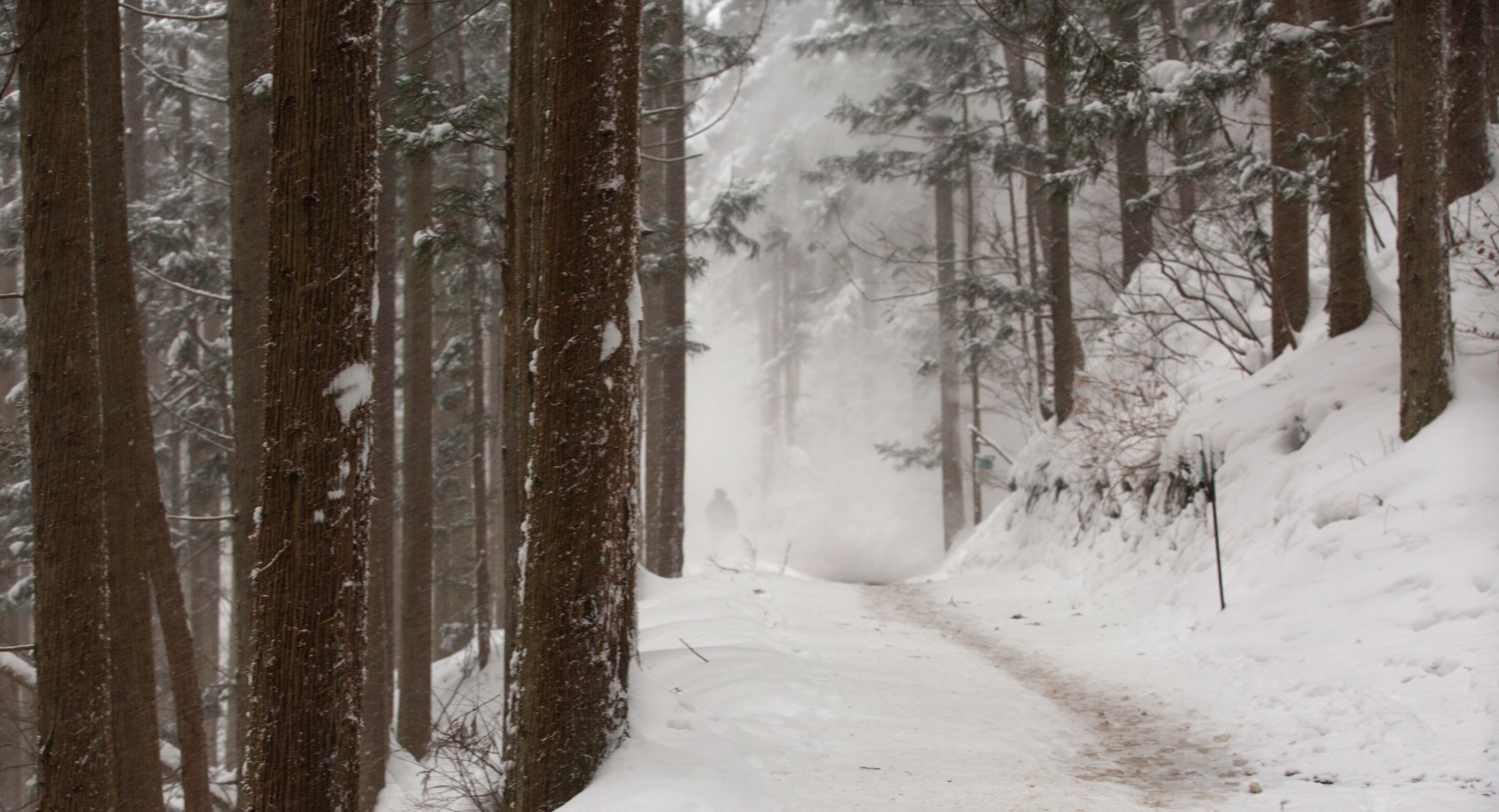 Ein Weg durch einen verschneiten Wald