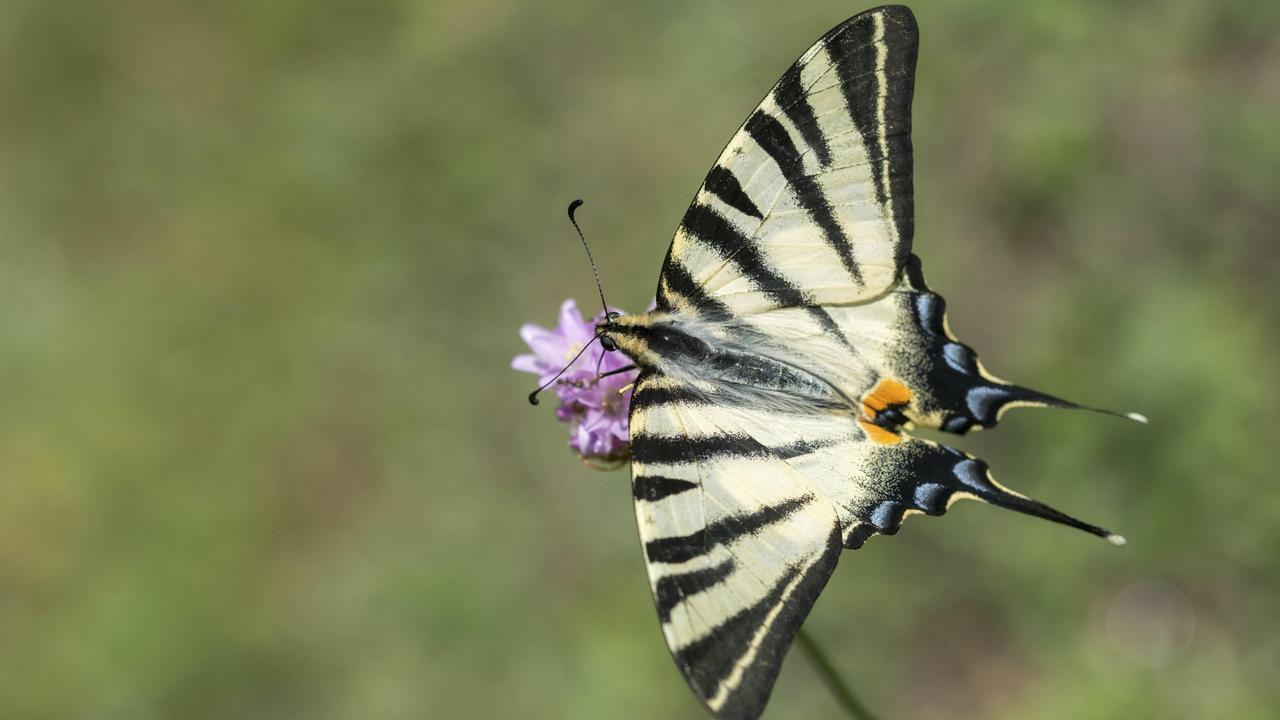 Ein hellgelber Schmetterling mit schwarzen Streifen auf einer Blüte. Es ist ein Segelfalter.