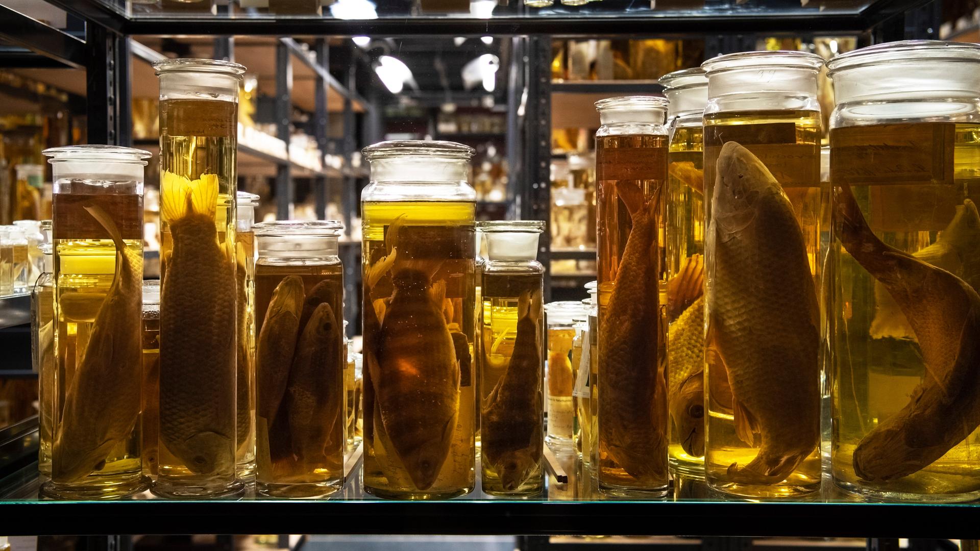 Vitrinen mit alkohol-konservierten Tierpräparaten, Exponate in der Nasssammlung, im Naturkundemuseum, Museum für Naturkunde in Berlin Vitrinen mit alkohol-konservierten Tierpräparaten, Exponate in der Nasssammlung, im Naturkundemuseum, Museum für Naturkunde in Berlin