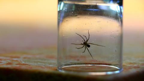 Eine Hauswinkelspinne sitzt in einem Wohnzimmer unter einem Glas (gestellte Szene).
