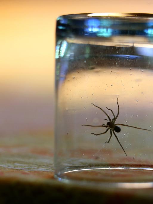 Eine Hauswinkelspinne sitzt in einem Wohnzimmer unter einem Glas (gestellte Szene).