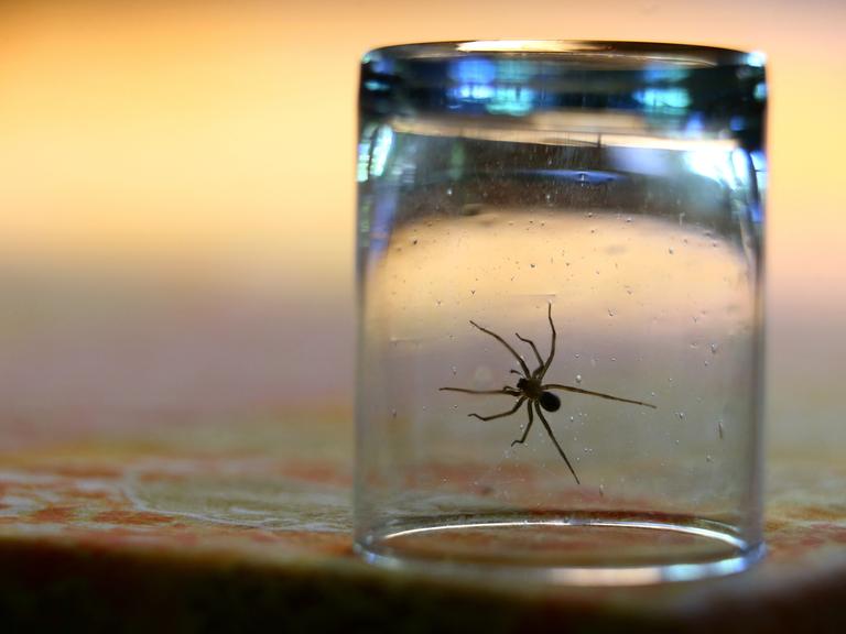 Eine Hauswinkelspinne sitzt in einem Wohnzimmer unter einem Glas (gestellte Szene).