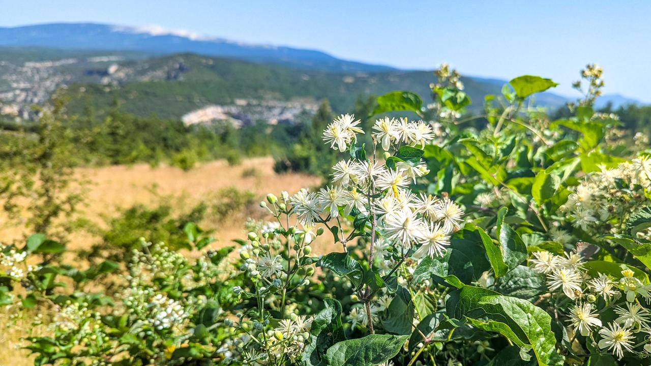 Ein wilder Strauch der weißblühenden Waldrebe in der Provence, Frankreich. Im Hintergrund Blick auf die Gorges De La Nesque und den Mont Ventoux