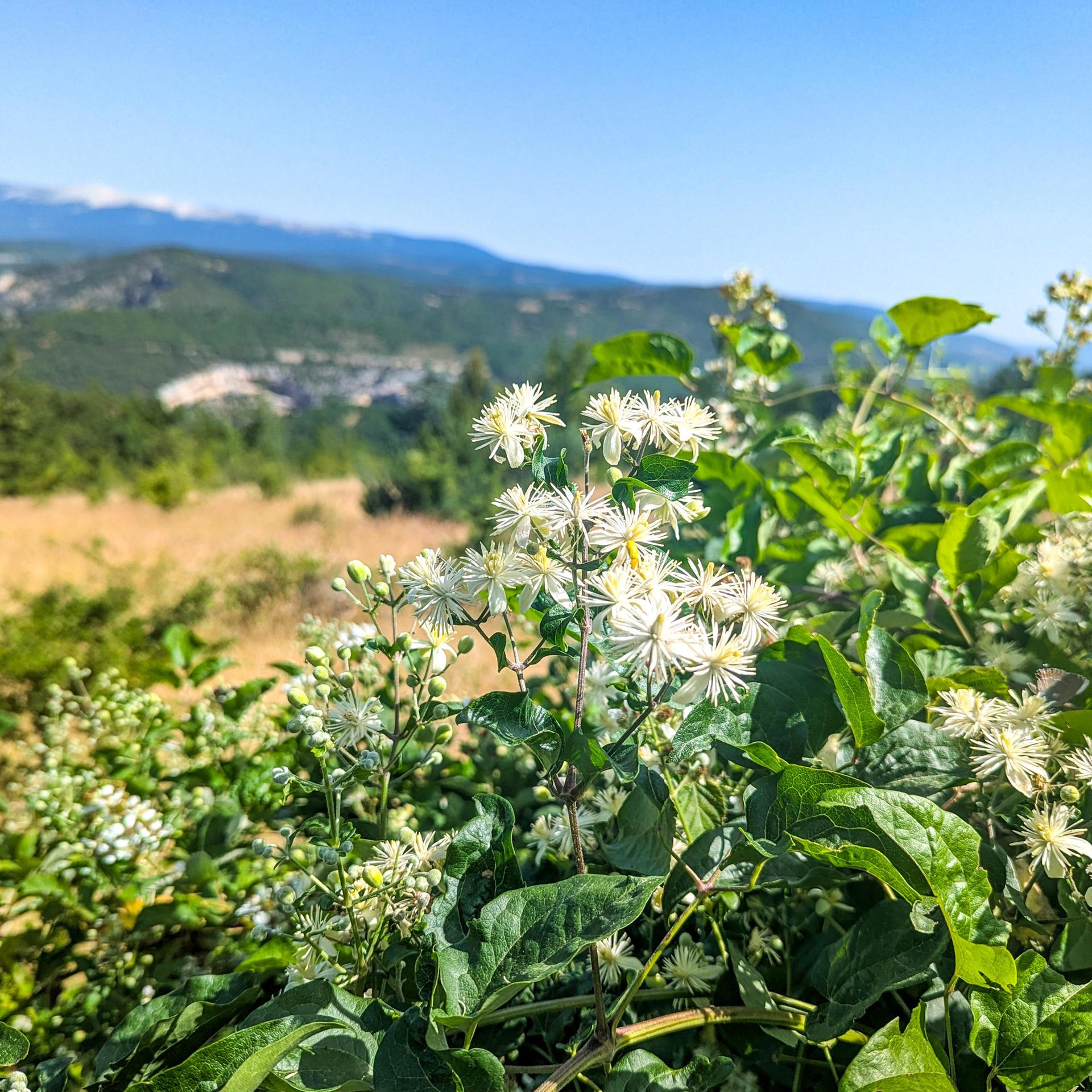 Insektensterben: Daten aus Frankreich bestätigen deutsche Langzeitstudie