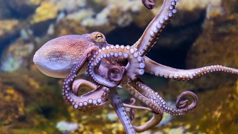 Close-up view of a Common Octopus