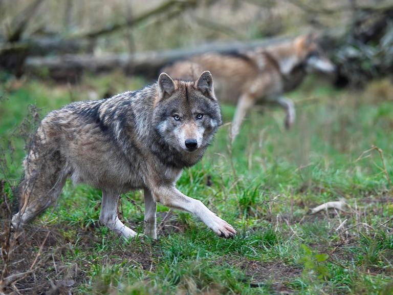 Ein Wolf im Wildpark Schorfheide
