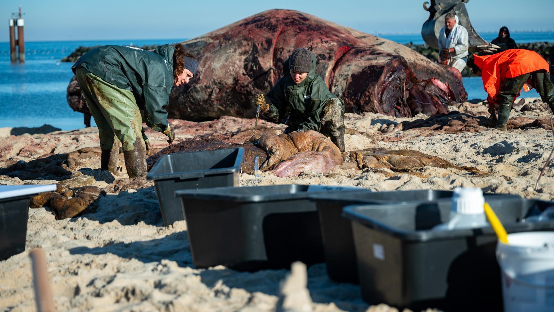 Forscher des Institut für Terrestrische und Aquatische Wildtierforschung (ITAW) arbeiten auf Sylt an dem Pottwal-Kadaver am Strand. 