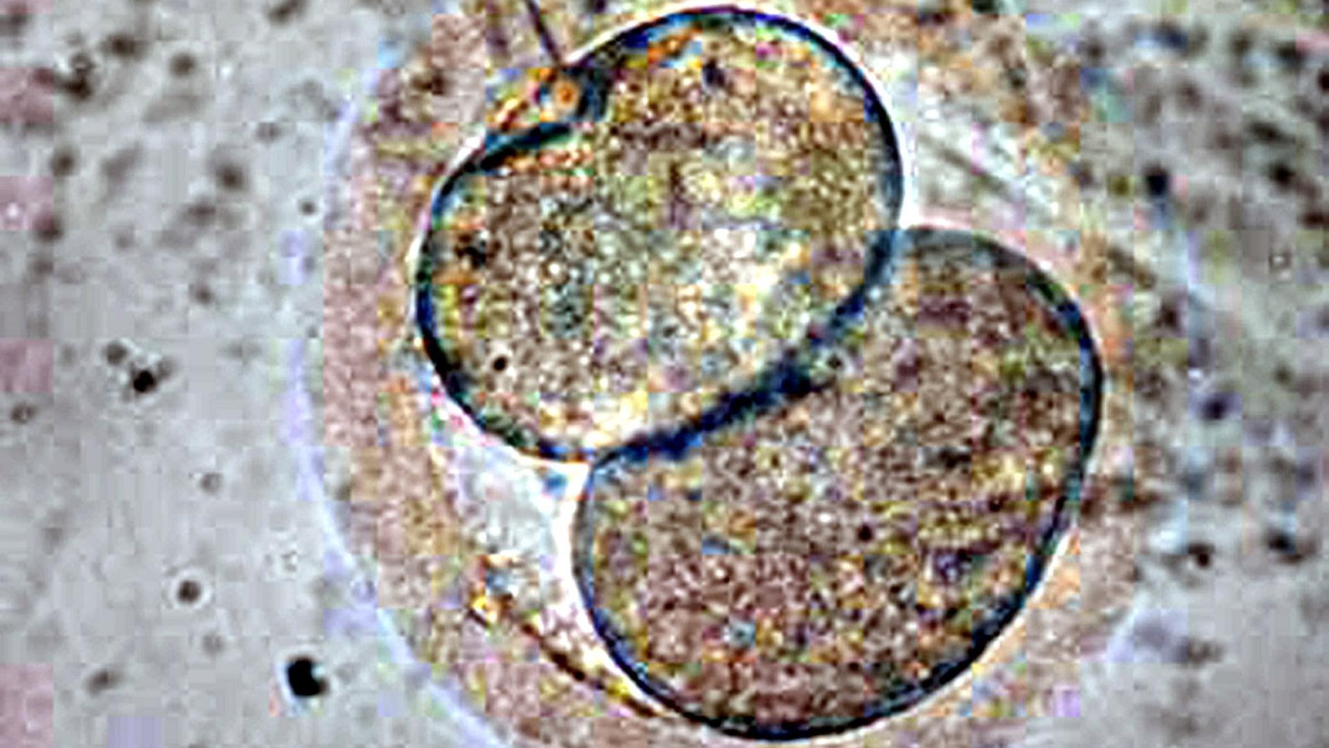 Eine Aufnahme der Universität Seoul zeigt einen geklonten Embryo, zwei kreisförmige durchsichtige Zellen