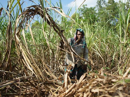 Ein Mann erntet Zuckerrohr auf einem Feld.