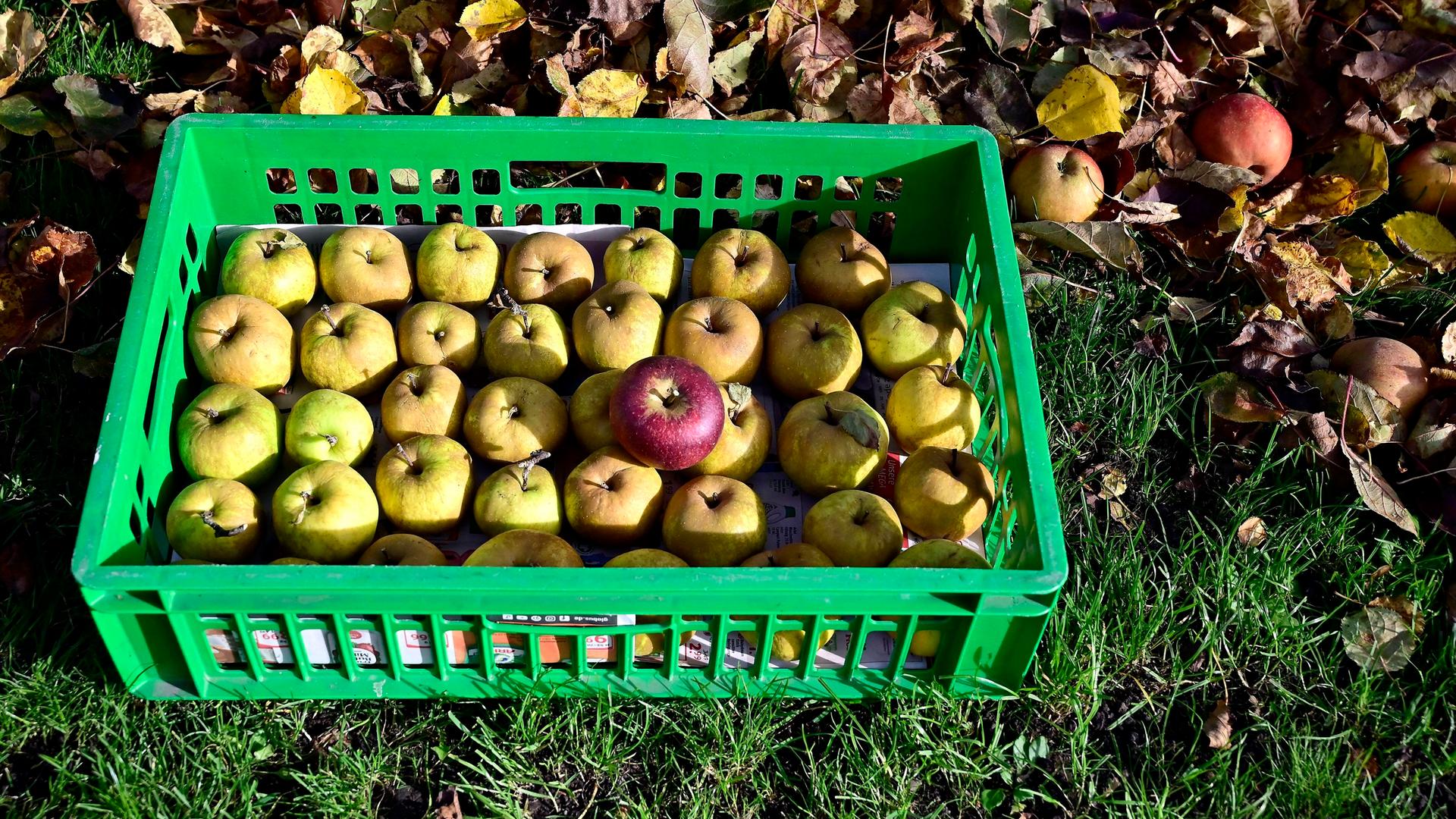 Eine Kiste mit gepflückten Äpfeln steht auf einer Wiese. Eine Kiste mit gepflückten Äpfeln steht auf einer Wiese.