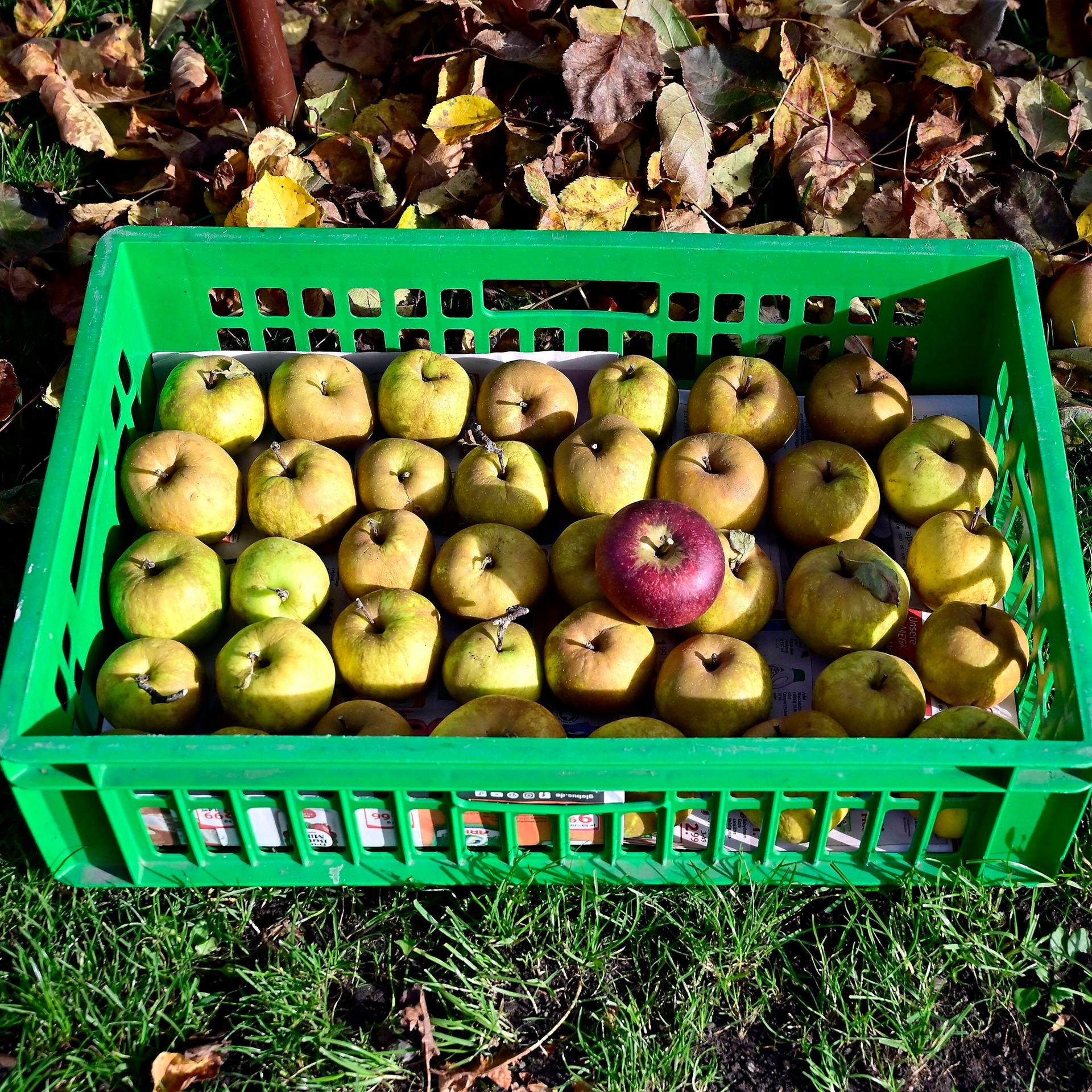 Eine Kiste mit gepflückten Äpfeln