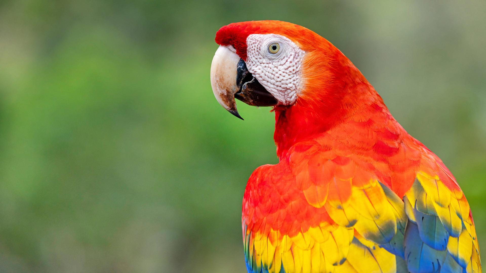 Scharlachara (Ara macao) im Profil mit roten, gelben und blauen Federn vor einem verschommenen grünen Hintergrund