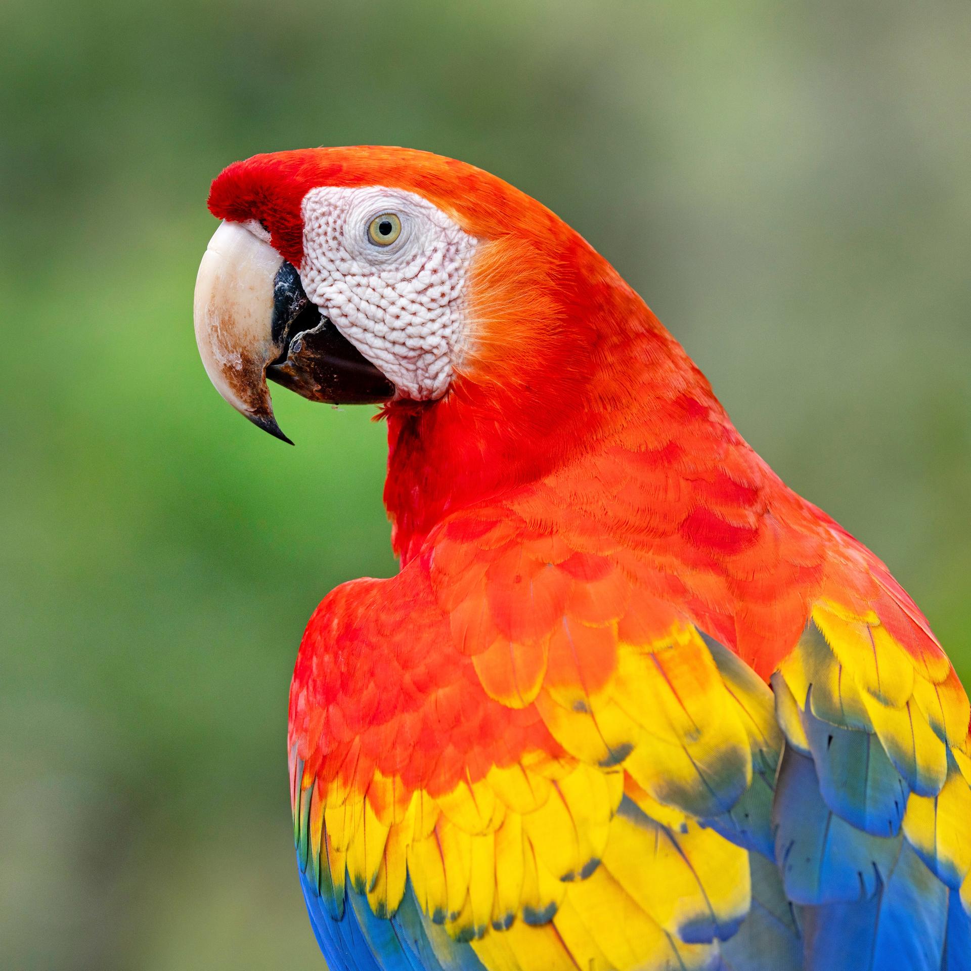 Schon vor der Inka-Zeit: Papageienhandel über die Anden hinweg
