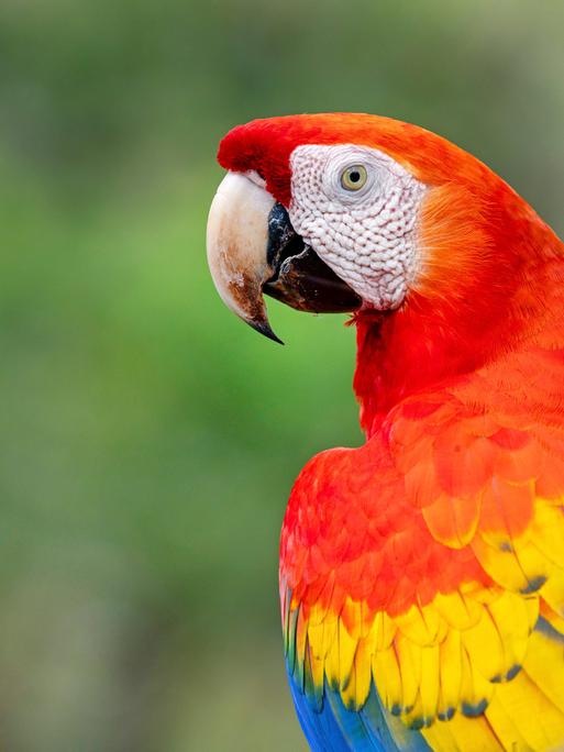 Scharlachara (Ara macao) im Profil mit roten, gelben und blauen Federn vor einem verschommenen grünen Hintergrund