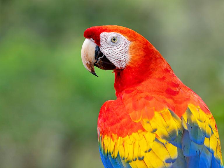 Scharlachara (Ara macao) im Profil mit roten, gelben und blauen Federn vor einem verschommenen grünen Hintergrund