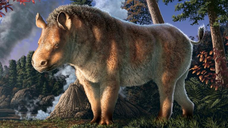 Klein, schlank, mit Fell, dafür ohne Horn - so könnte das "Epiaceratherium itjilik" ausgesehen haben. Klein, schlank, mit Fell, dafür ohne Horn - so könnte das "Epiaceratherium itjilik" ausgesehen haben.