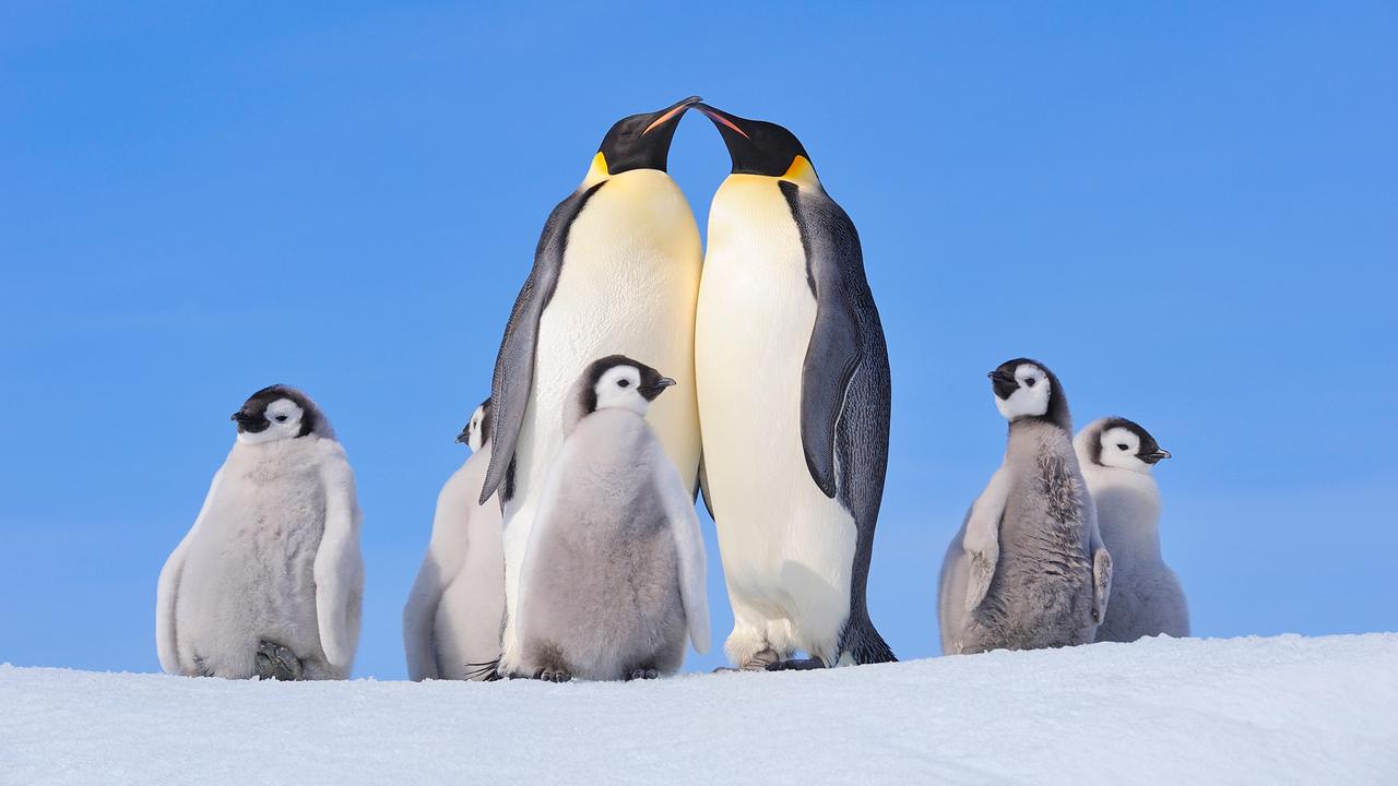 Eine Familie von Kaiserpinguinen mit Küken in der verschneiten Antarktis