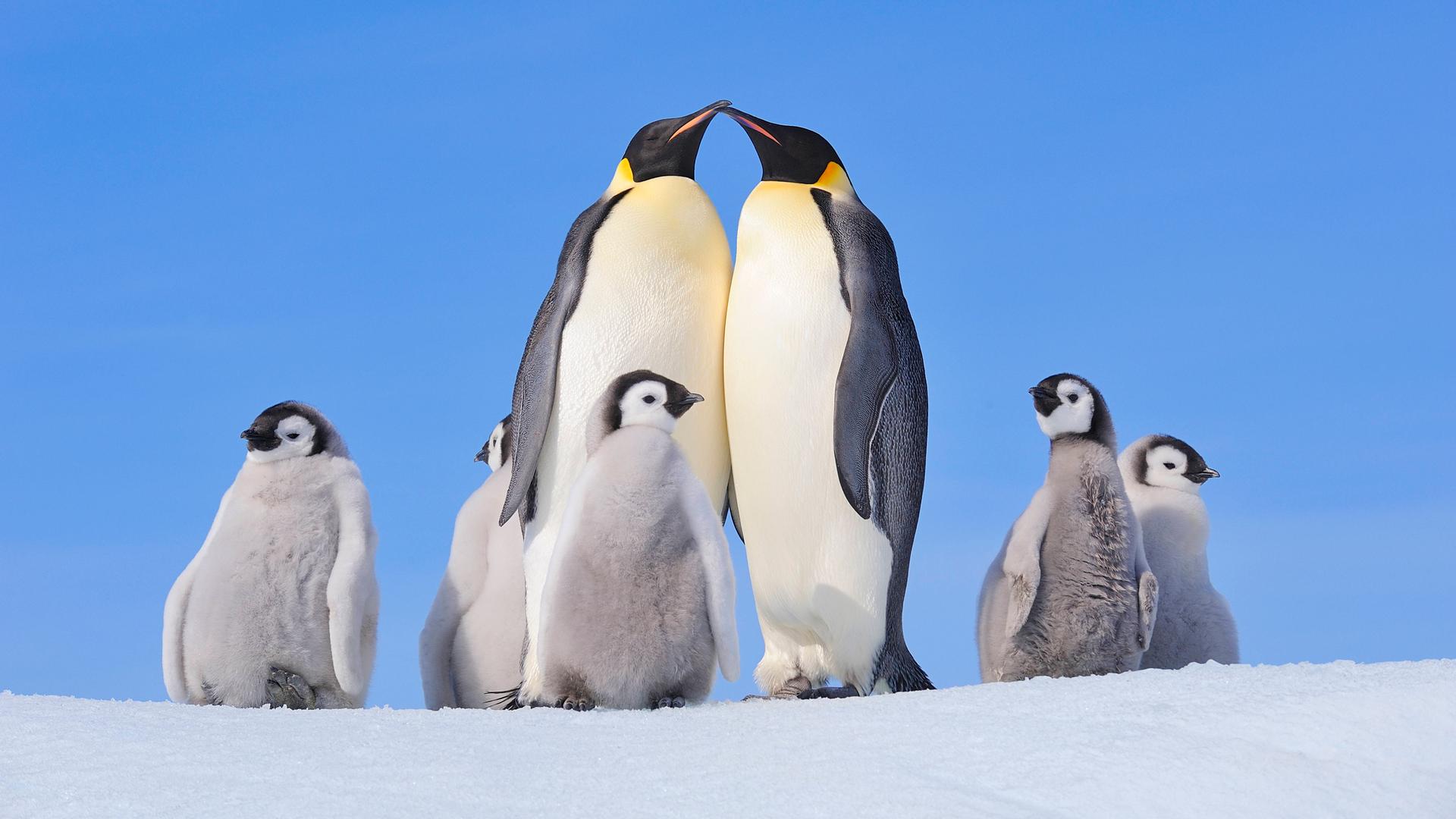 Kaiser-Pinguine mit Küken in der verschneiten Antarktis.