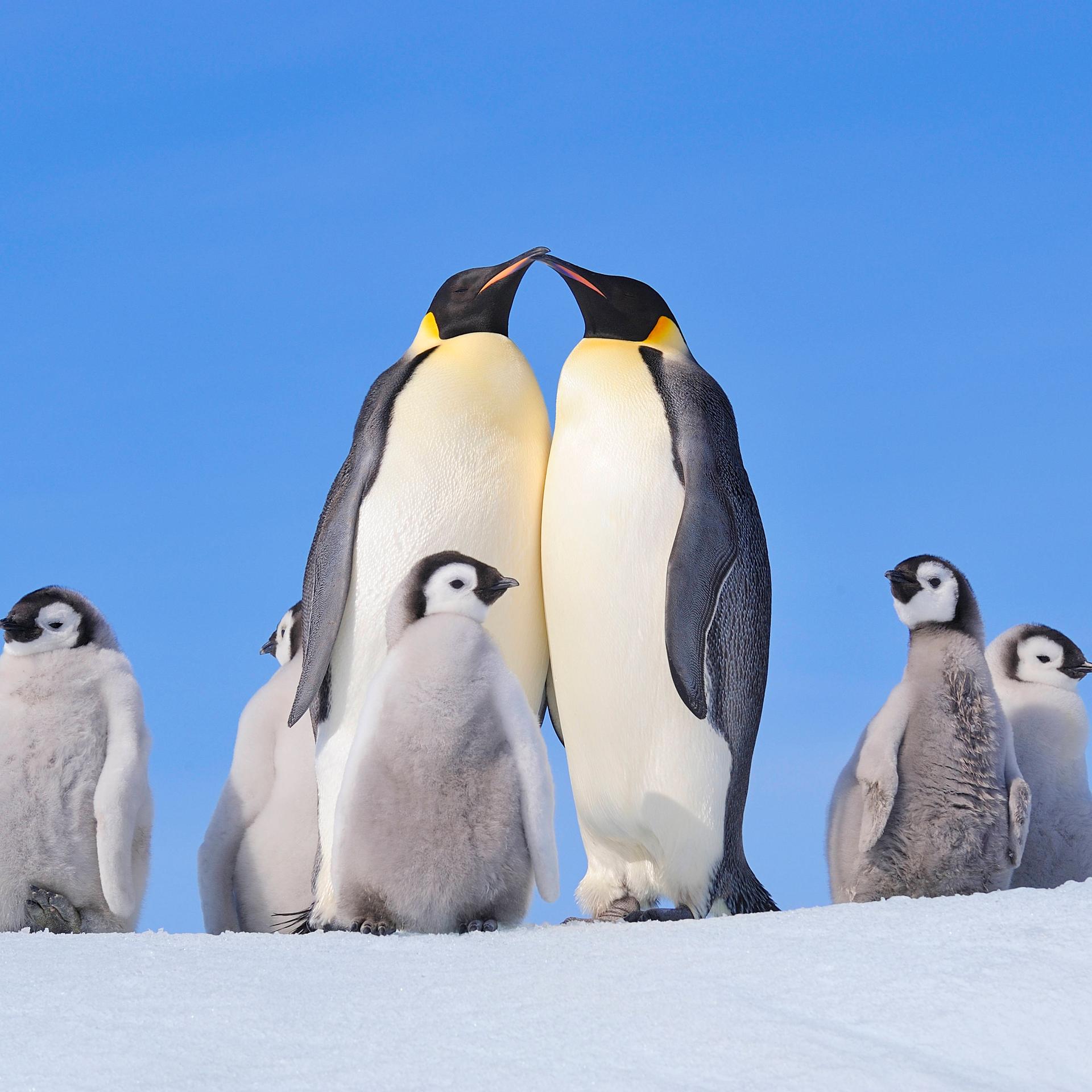 Eine Familie von Kaiserpinguinen mit Küken in der verschneiten Antarktis.