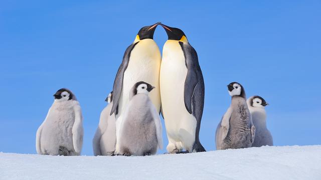 Kaiser-Pinguine mit Küken in der verschneiten Antarktis.